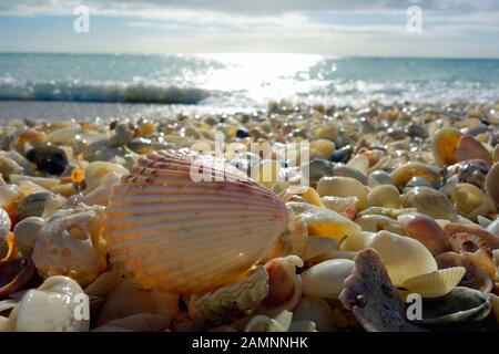 Seashells on Boca Grande beach, Florida, USA Stock Photo