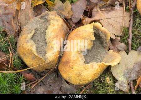 Common Earth-ball, Scleroderma citrinum, two bursting open to free spores, Sussex, October Stock Photo