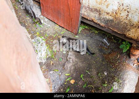 Stray tabby cat kitty one kitten on sidewalk streets in Rivne, Ukraine on asphalt sidewalk walking Stock Photo