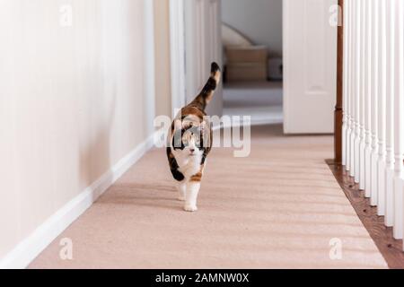 Calico cat walking on carpet floor in home room by railing stairs hall hallway of house by bedrooms Stock Photo