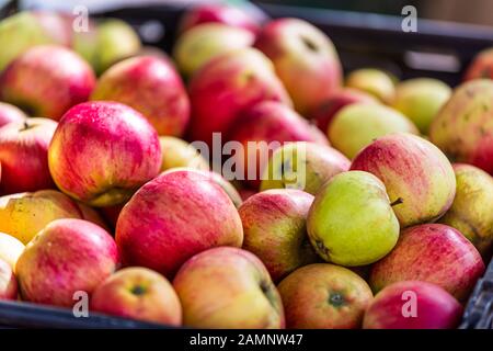 Closeup of many pink raw vibrant colorful red green color apples in crate stall on display at farmers market in Pimlico, London Stock Photo