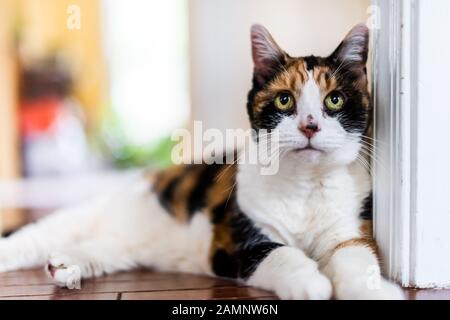 Closeup portrait of old senior calico cat lying down looking up hardwood wooden floor in home house or apartment shallow depth of field Stock Photo