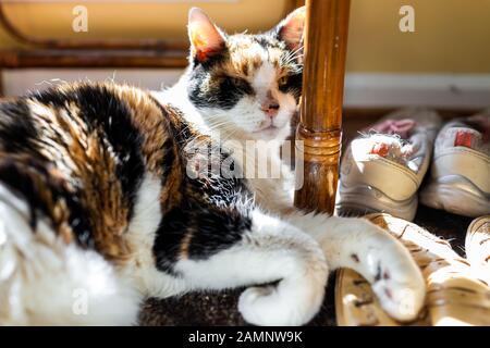 Closeup of calico sleepy cat sleeping under chair on floor in room with soft sunlight by shoes in house Stock Photo