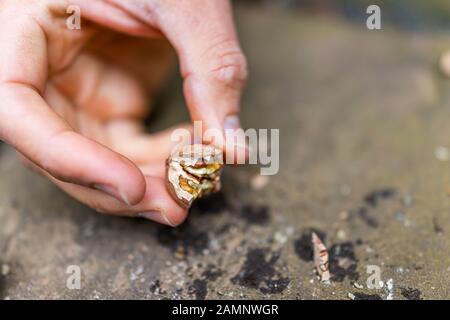Closeup of one cracked raw pecan nut ingredient foraged in autumn shell and hand holding it by ground Stock Photo