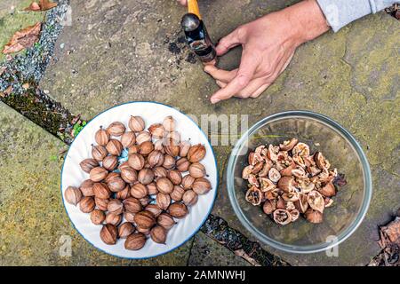 Flat top down view of pile of cracked raw pecan nuts pile ingredient foraged in autumn on plate in shells and hands smashing breaking shelling with ha Stock Photo