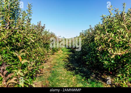 Apple orchard with rows of trees and red fruit in garden in autumn fall farm countryside in Virginia with green leaves Stock Photo