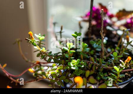 Macro closeup of green and yellow flower purslane plant in pot flowerpot indoor interior inside home decoration gardening showing texture Stock Photo