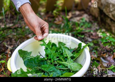 Hands of man picking wild green dandelion leaves for health on trail in park or garden backyard closeup of leafy greens Stock Photo