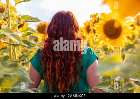 Back view of young girl with red curly hair and a green dress posing in a sunflowers field on a sunny summer day Stock Photo