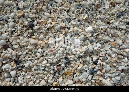 Seashells on Boca Grande beach, Florida, USA Stock Photo
