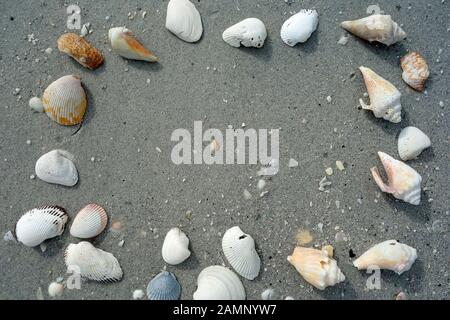 Seashells on Boca Grande beach, Florida, USA Stock Photo