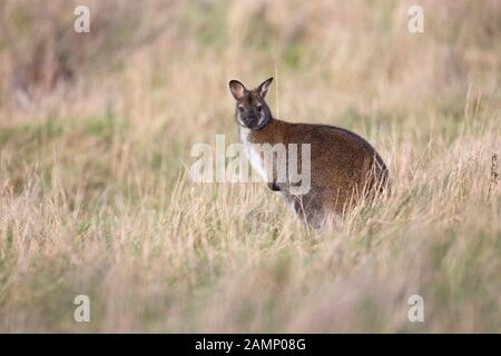 Red-necked aka Bennett's Wallaby (Macropus bennetti) CAPTIVE Stock Photo