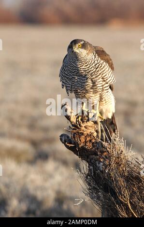Tree years old Northern goshawk with the first lights of the morning, birds, goshawk, Accipiter gentilis Stock Photo