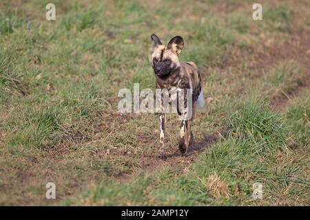 African Wild Dog (Lycaon pictus) CAPTIVE Stock Photo