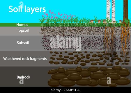 Diagram for layer of soil. Soil layer scheme with plant, earth texture and stones. Cross section of humus and underground soil layers beneath. Vector Stock Vector