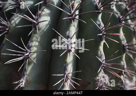 macro of thorns of a cactus on the Canary Islands in Lanzarote as picture background Stock Photo