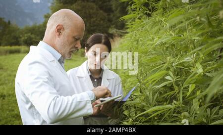 Agronomists doing a quality control in a hemp field, they are checking plants and using a digital tablet Stock Photo