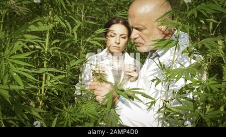 Professional researchers working in a hemp field, they are checking plants and collecting samples for scientific tests Stock Photo