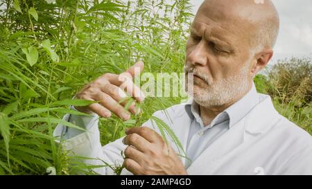 Expert scientist and agronomist checking hemp plants in the field, he is doing a quality control Stock Photo