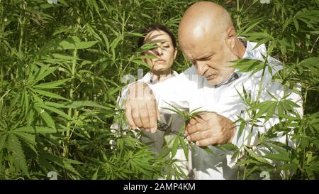 Professional researchers working in a hemp field, they are checking plants and collecting samples for scientific tests Stock Photo