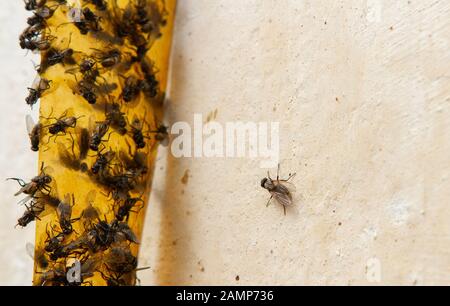 Sticky flypaper with glued flies, trap for flies or fly-killing device. On white background with copyspace. Also known as fly strip or fly ribbon Stock Photo