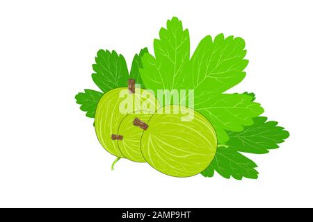 Gooseberry isolated on a white background. Berry branch with leaves icon.Ripe fruit vector for juice or jam label, packing, print, advertisement,print Stock Vector