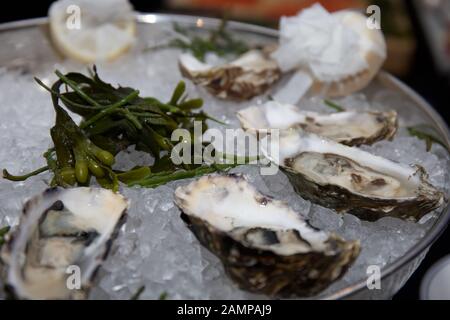 Close up shot of a platter of fresh oysters on ice garnished with sea weed. Stock Photo