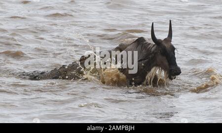 A young blue wildebeest (Connochaetes taurinus) is caught by a Nile crocodile (Crocodylus niloticus) as it crosses the  Mara River between the Masai M Stock Photo