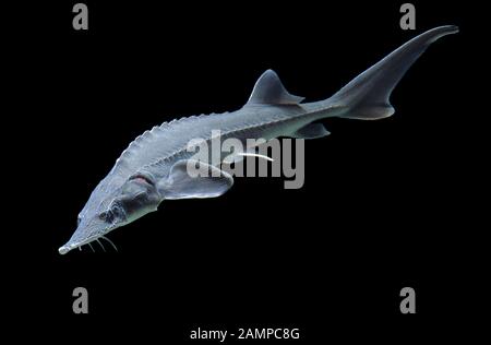 Siberian sturgeon (Acipenser baerii), captive, France Stock Photo