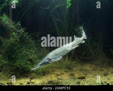 Siberian sturgeon (Acipenser baerii), captive, France Stock Photo