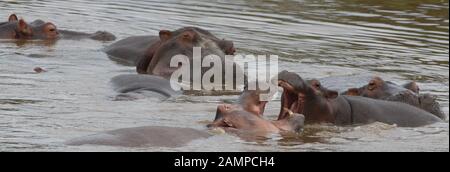 Common hippopotamus (Hippopotamus amphibius) wallow in the shallows of the Mara River. Serengeti National Park, Tanzania. Stock Photo