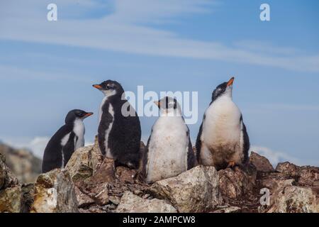 Four of chick penguins on the stone nest on the Antarctica background. Gentoo baby, Argentine Islands. Stock Photo
