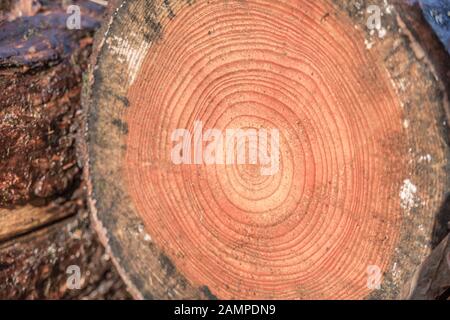 Concentric wood rings on a felled coniferous tree. Uncertain whether this Larch trunk, but Larch trees certainly among the cut forest area. Stock Photo