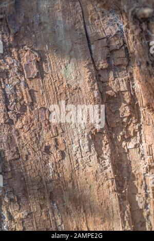 Close up shot of powdery rotting wood (sometimes called punkwood) of a fallen tree trunk. Side-lit by springtime sunshine. Stock Photo