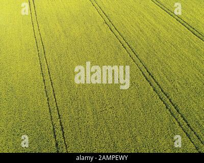 Drone aerial view of a rapeseed field in bloom in the east of Ireland. Stock Photo