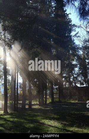 Autumn morning sun light rays piercing through the trees and fog to the young small tree Stock Photo