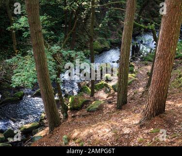 Woodland stream. Looking down through trees to Burbage Brook flowing though Padley Gorge, Derbyshire, Peak District, England, UK Stock Photo