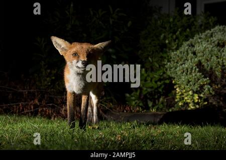 Close up front view of wild, hungry urban UK red fox (Vulpes vulpes) isolated in the dark, foraging for food in UK garden at night, lit by spotlight. Stock Photo