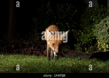 Close up front view of wild, hungry urban UK red fox (Vulpes vulpes) isolated in the dark, foraging for food in UK garden at night, lit by spotlight. Stock Photo