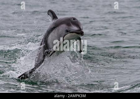 Pacific white-sided dolphin jumping along the Broughton Archipelago, First Nations Territory off Vancouver Island, British Columbia, Canada. Stock Photo