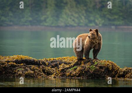 Grizzly bear foraging on mussels along the low tide line in Knight Inlet, First Nations Territory, British Columbia, Canada.
