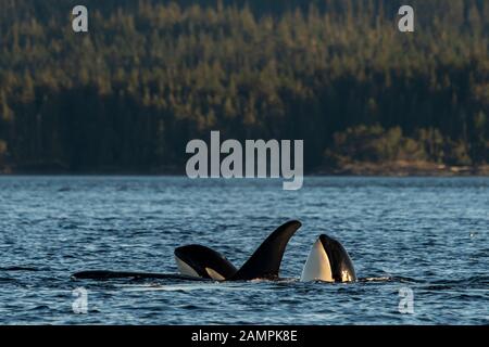 Northern resident killer whale pod with two spy-hopping in Johnstone Strait, First Nations Territory, Vancouver Island, British Columbia, Canada. Stock Photo