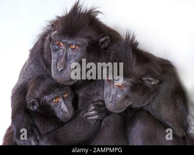 Celebes crested macaque Macaca nigra also known as the crested black macaque family group. Captive Stock Photo
