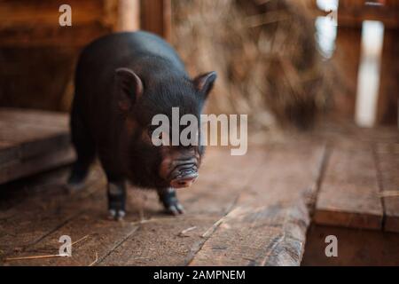 A small black piglet on a wooden floor. Place for text Stock Photo