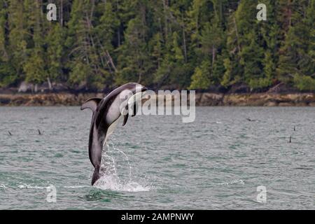 Pacific white-sided dolphin jumping along the Broughton Archipelago, First Nations Territory off Vancouver Island, British Columbia, Canada. Stock Photo