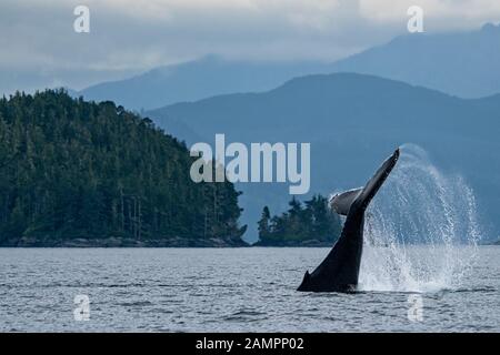 Humpback whale tail slapping near Blackfish Sound off Vancouver Island near the Broughton Archipelago, First Nations Territory, Vancouver Island, Brit Stock Photo