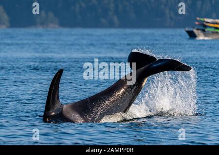 A99, Northern resident killer whales (Orcinus orca) in Johnstone Strait off Vancouver Island, British Columbia, Canada