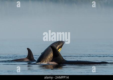 A 54's, northern resident killer whales, Orcinus orca, playing in Johnstone Strait on a foggy morning, First Nations Territory, British Columbia, Cana