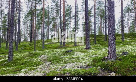 Forest with white reindeer moss (Cladonia stellaris), an important food source in arctic regions for reindeer and caribou during the winter months Stock Photo