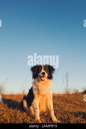 Vertical portrait of a smiling border collie dog posing happy, open mouth expression, sitting on a dry grass autumn field under clear blue sky. Beauti Stock Photo